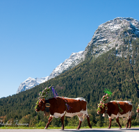 fileadmin/roha/images_galerie/brauchtum/Almabtrieb/Almabtrieb-Ramsau-Mordau/BR-ALMAB-BGD-RA-HINT-01-1149-01-D-roha-Brauchtum-Almabtrieb-Ramsau-Queralpenstrasse.png