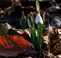 fileadmin/roha/images_galerie/Hintergrund-Download/3840x2160/BL-SCHNEEGL-0047-D-roha-Blumen-Schneegloeckchen-Galanthus.png
