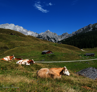 fileadmin/roha/images_galerie/orte_landschaft/Kallbrunn-Alm/KALLB-ALM-50-7445-D-roha--roha-Kallbrunn-Alm-Kuehe.png