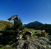 fileadmin/roha/images_galerie/orte_landschaft/Kallbrunn-Alm/KALLB-ALM-50-7349-D-roha-Kallbrunn-Alm-Kuehe.png