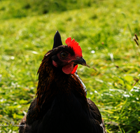 fileadmin/roha/images_galerie/Tiere/Vogel/TIE-VOEG-HUHN-0066-D-roha-Tiere-Huhn-Henne-Gockel-Vogel.png