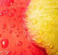 fileadmin/roha/images_galerie/Baum-natur-garten/Blumengarten-Blumen/BL-HAUSG-PFI-0033-D-roha-Blumen-Hausgarten-Pfingstrose-Paeoniaceae-Knospe.png