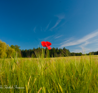 fileadmin/roha/images_galerie/Baum-natur-garten/Natur-Wildblumen-Landschaft/BL-MOHN-0004-D-roha-Blumen-Mohn-Klatschmohn-Getreidefeld-Papaver-rhoeas-rot.png