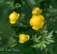 fileadmin/roha/images_galerie/Baum-natur-garten/Natur-Wildblumen-Landschaft/BL-TROLL-0006-D-roha-Blume-Trollblume-Trollius-europaeus-Fruehling.png