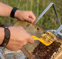 fileadmin/roha/images_galerie/Landwirtschaft/LANDW-IMK-HON-0005-D-roha-Landwirtschaft-Imker-Biene-Wabe-Honig.png