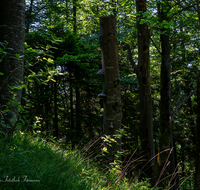 fileadmin/roha/images_galerie/Baum-natur-garten/Baeume/BAUM-STAMM-SCHWAMM-0010-D-roha--Baum-Stamm-Stockschwamm-Wald.png