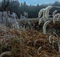 fileadmin/roha/images_galerie/Baum-natur-garten/Natur-Wildblumen-Landschaft/LANDS-SAAL-MOOS-0010-6818-D-H-roha-Landschaft-Saaldorf-Moos-Rauhreif.png