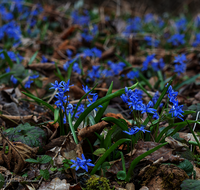 fileadmin/roha/images_galerie/Baum-natur-garten/Natur-Wildblumen-Landschaft/BL-BLAUST-0021-D-roha-Blumen-Blaustern-Josefsbluemchen-Scilla-bifolia.png