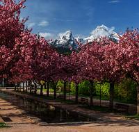 fileadmin/roha/images_galerie/orte_landschaft/Berchtesgaden/Markt-Berchtesgaden/BGD-MARKT-KURG-1-5854-D-roha-Berchtesgaden-Kurgarten-Kirschbluete.png