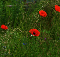 fileadmin/roha/images_galerie/Baum-natur-garten/Natur-Wildblumen-Landschaft/BL-WIESE-Mohn-0002-D-roha-Blumenwiese.png
