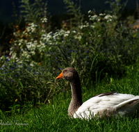 fileadmin/roha/images_galerie/Tiere/Vogel/TIE-VOEG-GANS-0016-D-roha-Tiere-Voegel-Gans-Anserinae.png