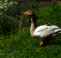 fileadmin/roha/images_galerie/Tiere/Vogel/TIE-VOEG-GANS-0006-D-roha-Tiere-Voegel-Gans-Anserinae-Wiese.png