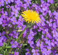 fileadmin/roha/images_galerie/Baum-natur-garten/Blumengarten-Blumen/BL-BLAUK-0009-D-roha-Blumen-Blaukissen-Steingarten-Loewenzahn.png