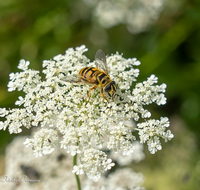 fileadmin/roha/images_galerie/Tiere/Insekten/BL-WIESE-UF-MOE-0022-D-roha-Blumenwiese-Wilde-Moehre-Daucus-carota-subsp.png