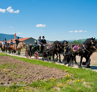 fileadmin/roha/images_galerie/brauchtum/Leonhardiritt/Holzhausen_01/BR-PFRI-HOLZ-0071-D-roha-Brauchtum-Pferdeumritt-Holzhausen-Teisendorf-Leonhardiritt-Fuhrwerk-Pferd.png