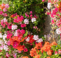fileadmin/roha/Header-Unterseiten/LANDA-BLUMENSCHM-OBERTD-0018-D-roha.jpg
