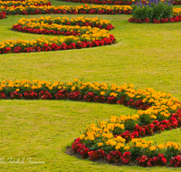 fileadmin/roha/images_galerie/orte_landschaft/Salzburg/Mirabell-Zwergerlgarten/SA-MIRA-GART-RAB-0012-D-roha-Salzburg-Schloss-Mirabell-Garten-Blumen-Rabatte-Tagetes-fleissieges-Lieschen-Impatiens-walleriana.png