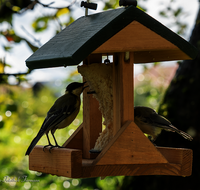 fileadmin/roha/images_galerie/Tiere/Vogel/TIE-VOEG-HAEUSCH-0013-0938-03-D-roha-Tiere-Vogel-Haeuschen-Futter-Meise.png