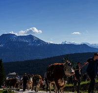 fileadmin/roha/images_galerie/brauchtum/Almabtrieb/Almabtrieb-Stoisser-Alm/BR-ALMAB-STOISS-2024-1610-1-D-roha-Brauchtum-Almabtrieb-Stoisseralm-Teisendorf-Anger.png