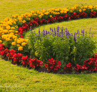 fileadmin/roha/images_galerie/orte_landschaft/Salzburg/Mirabell-Zwergerlgarten/SA-MIRA-GART-RAB-0011-D-roha-Salzburg-Schloss-Mirabell-Garten-Blumen-Rabatte-Tagetes-fleissieges-Lieschen-Impatiens-walleriana.png