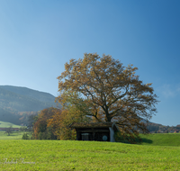 fileadmin/roha/images_galerie/orte_landschaft/Teisendorf/IN-LANDS-Teisendorf/LANDS-TEIS-FREIDL-0001-D-roha-Landschaft-Teisendorf-Freidling-Eiche.png