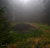 fileadmin/roha/images_galerie/Baum-natur-garten/Baeume/BAUM-WALD-NEB-0001-D-roha-Baum-Wald-Wasser-Nebel-Anger.png