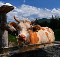 fileadmin/roha/images_galerie/Tiere/Kuh-Schaf-Pferd-Ziege/SCHLECH-OBER-BRU-ALM-KU-0005-D-roha-Schleching-Oberauer-Brunst-Alm-Kuehe-Brunnen.png