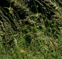fileadmin/roha/images_galerie/Baum-natur-garten/Natur-Wildblumen-Landschaft/BL-WIESE-GRAS-0002-D-roha-Wiese-Gras.png
