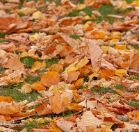 fileadmin/roha/images_galerie/Baum-natur-garten/Baeume/BAUM-WALD-HERB-BL-0004-D-roha-Baum-Wald-Herbst-Laub-Blaetter.png