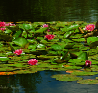 fileadmin/roha/images_galerie/Baum-natur-garten/Natur-Wildblumen-Landschaft/BL-WAS-SEER-0001-D-roha-Blumen-Wasser-Teich-Seerose-rot-Pfarrerweiher-Teisendorf-Nymphaea.png