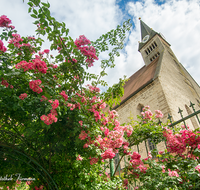 fileadmin/roha/images_galerie/orte_landschaft/Laufen/LAUF-STIFTSK-0008-0-01-D-roha-Laufen-Stiftskirche-Strauchrose-Zaun.png