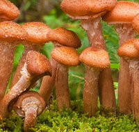 fileadmin/roha/Header-Unterseiten/NATUR-PILZ-0004-D-roha.jpg