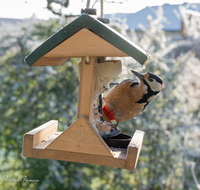 fileadmin/roha/images_galerie/Tiere/Vogel/TIE-VOEG-HAEUSCH-0013-0-08-D-roha-Tiere-Vogel-Haeuschen-Futter-Specht.png