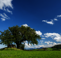 fileadmin/roha/images_galerie/Baum-natur-garten/Baeume/BAUM-BIRN-EGEL-0006-D-roha-Baum-Birne-Obst-Egelham.png