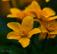 fileadmin/roha/images_galerie/Baum-natur-garten/Natur-Wildblumen-Landschaft/BL-SUMPF-0013-D-roha-Blumen-Sumpfdotterblume-Caltha-palustris.png