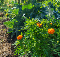 fileadmin/roha/images_galerie/Baum-natur-garten/Gemuese-Garten-Kraeuter-neu/GAR-GEM-0037-01-D-roha-Garten-Gemuese-biologisch-Kohl-Tagetes.png