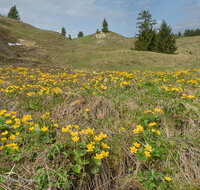 fileadmin/roha/images_galerie/Baum-natur-garten/Natur-Wildblumen-Landschaft/BL-SUMPF-STOSS-01-4201-D-H-roha-Blumen-Sumpfdotterblume-Caltha-palustris.jpg