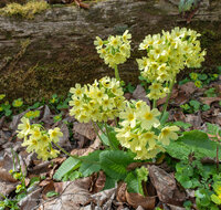 fileadmin/roha/images_galerie/Baum-natur-garten/Natur-Wildblumen-Landschaft/BL-SCHLUESS-0030-5699-D-roha-Blumen-Schluesselblume-gelb-Fruehling-Primula-veri.jpg