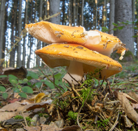 fileadmin/roha/Lieblingsbilder-making/NATUR-PILZ-FLIEG-0029-D-roha-Natur-Wald-Boden-Pilz-Schwammerl-Fliegenpilz.png
