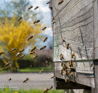 fileadmin/roha/images_galerie/Tiere/TIE-BIEN-0016-D-roha-Tiere-Insekten-Honig-Biene-Wabe-Apis-mellifera-Beute-Stock.png