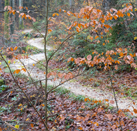 fileadmin/roha/images_galerie/Baum-natur-garten/Baeume/WEGE-TEIS-VERS-0012-02-D-roha-Weg-Teisendorf-Waldlehrpfad-Skulpturenweg-Wald-Herbst.png
