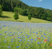 fileadmin/roha/images_galerie/Landwirtschaft/LANDW-FELD-GETR-OTTM-0002-D-roha-Landwirtschaft-Getreide-Weizen-Ottmaning.jpg