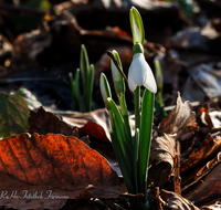 fileadmin/roha/images_galerie/Hintergrund-Download/1280x1024/BL-SCHNEEGL-0047-D-roha-Blumen-Schneegloeckchen-Galanthus.png