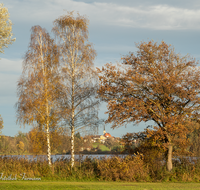 fileadmin/roha/images_galerie/orte_landschaft/Abtsdorf-Abtsdorfer-See/ABTS-SEE-0008-02-D-roha-Abtsdorfer-See-Leobendorf-Abtsdorf-Saaldorf-Laufen-Herbst.png