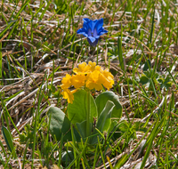 fileadmin/roha/images_galerie/Baum-natur-garten/Natur-Wildblumen-Landschaft/BL-BERG-ENZ-AUR-0001-D-roha-Blumen-Gebirge-Enzian-Gentiana-clusii-Aurikel-Primula-auricula.png