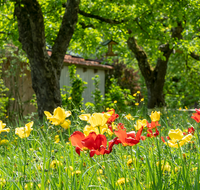 fileadmin/roha/images_galerie/Baum-natur-garten/Blumengarten-Blumen/BL-HAUSG-TULP-0054-D-roha-Hausgarten-Blumen-Tulpen-Tulipa.png