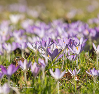 fileadmin/roha/images_galerie/Baum-natur-garten/Blumengarten-Blumen/BL-KROK-0038-D-roha-Blumen-Krokus-Fruehling-blau-lila-crocus.png