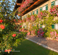 fileadmin/roha/images_galerie/Baum-natur-garten/Haus-Blumenschmuck-Deko/HAEU-BAU-SEEL-0023-D-roha-Bauernhaus-Teisendorf-Weildorf-Seeleiten-Blumenschmuck-Sonnenaufgang-Spalierobst.png
