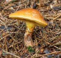 fileadmin/roha/images_galerie/Baum-natur-garten/Natur-Wildblumen-Landschaft/Natur-Pilze/NATUR-PILZ-0010-D-M-roha-Natur-Wald-Boden-Pilz-Schwammerl-Goldroehrling.png