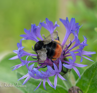 fileadmin/roha/images_galerie/Tiere/TIE-HUM-0001-D-roha-Tier-Insekt-Hummel-Bombus-Kornblume-Centaurea-cyanus.png